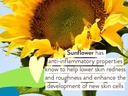 Babo Botanicals Baby Skin Mineral Sunscreen SPF 50  3oz