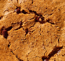 Toto Plant Based Sea Salt Chocolate Chip Cookie 2.5oz.